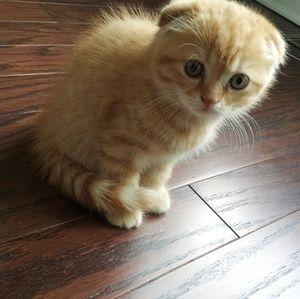 Meet your Posher, Thomas